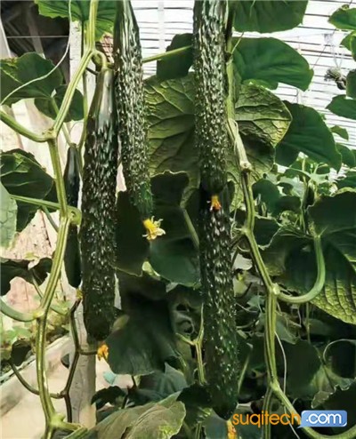 黄瓜苗_副本1