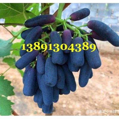 陕西蓝宝石葡萄基地|大荔蓝宝石葡萄产地|浪漫红颜葡萄批发