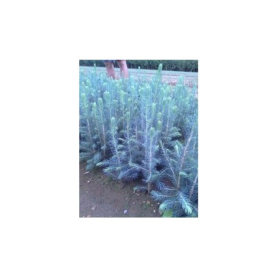 美国蓝杉树苗、克罗拉多美国蓝杉树苗品种纯正