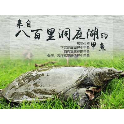 长沙甲鱼苗批发多少钱_2024长沙甲鱼苗批发价格表