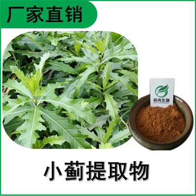 森冉生物 小蓟提取物 刺儿菜提取物 比例提取原料粉