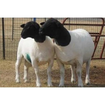 山东梁山县多胎肉羊养殖基地