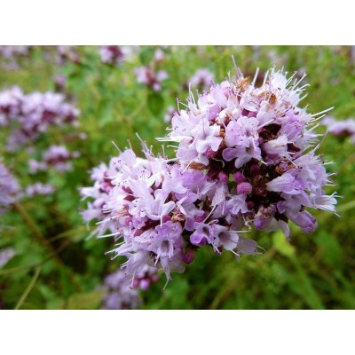 不饱和树脂除味剂 干燥型油墨除味剂 珠光漆除味剂