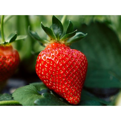 香皂香精 佛山市香皂香精 薰衣草香精 香皂花香香精 果香香精